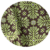 etoiles vert