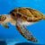 tortue sous marine