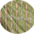 KAKI
